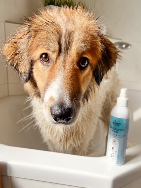 Koiran shampoo hoito